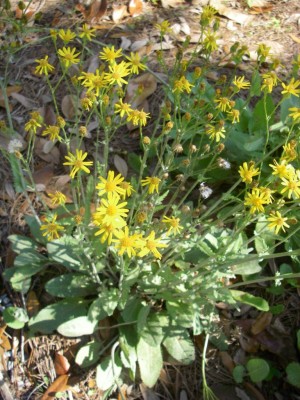 Woolly Groundsel